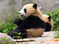 05 BG panda