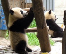 07 BG panda