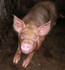 Pig-3083